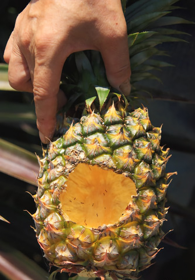 被田鼠大塊垛貽的鳳梨