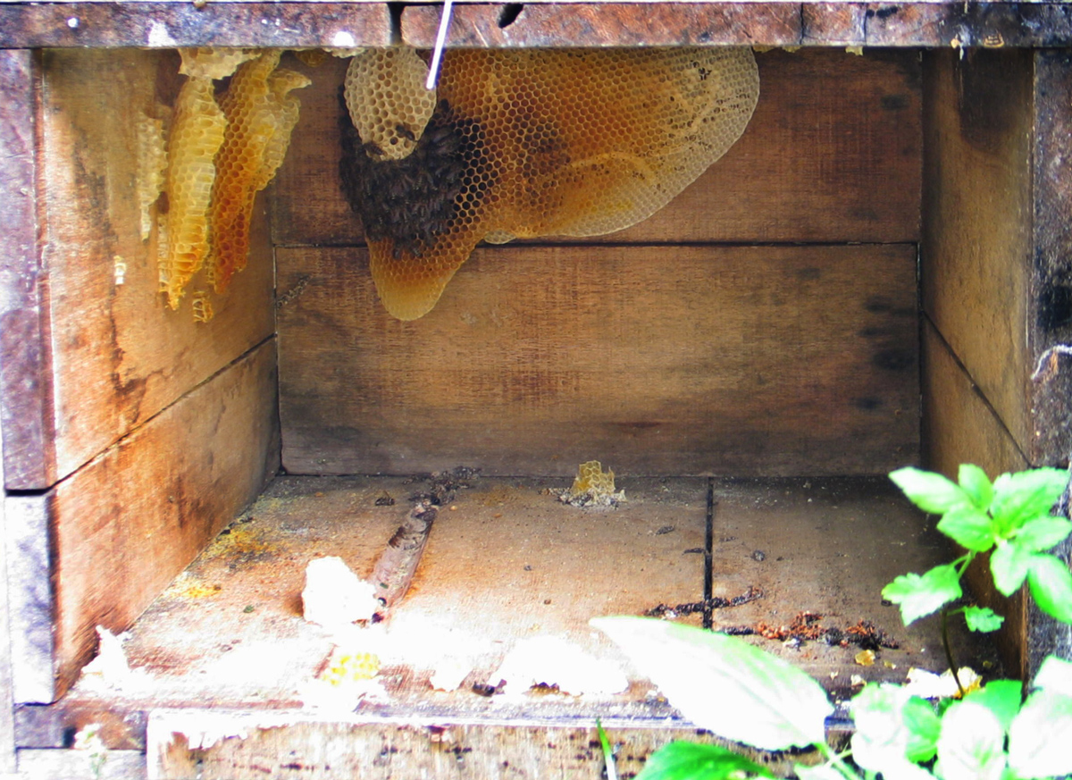 野蜂窩